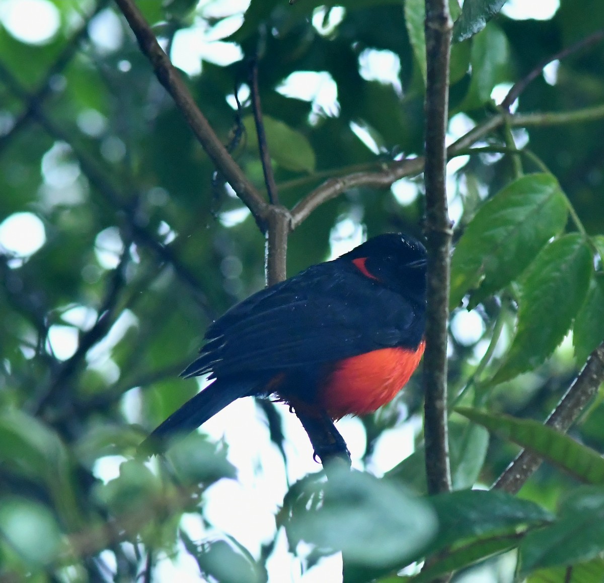 Scarlet-bellied Mountain Tanager - ML599505011
