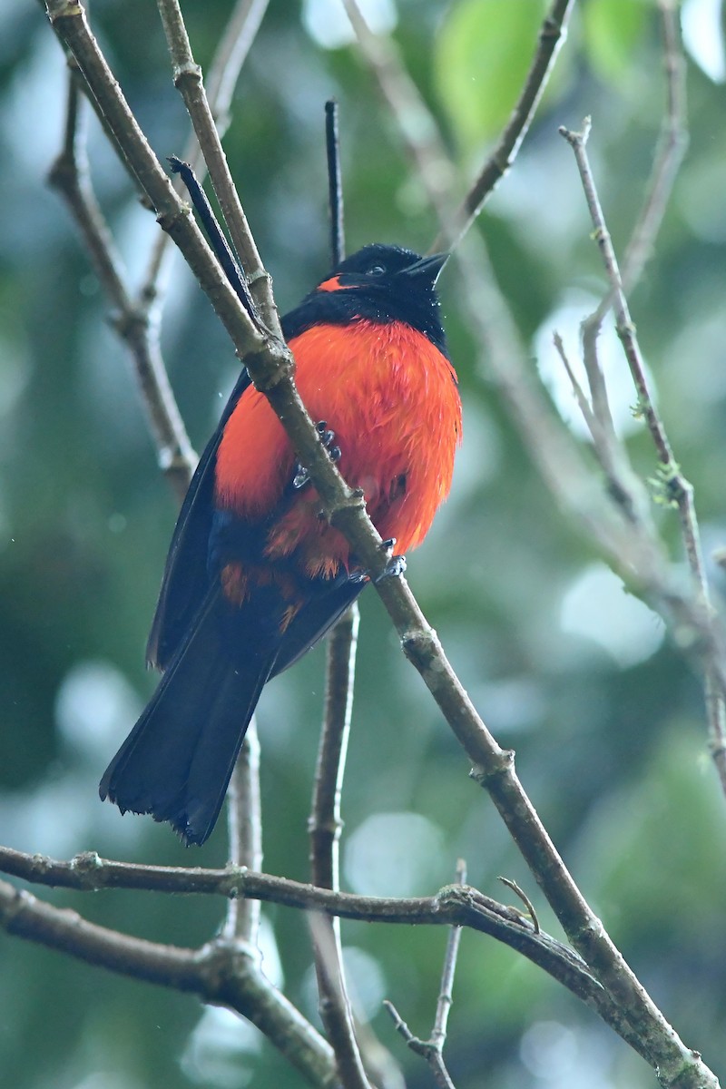 Scarlet-bellied Mountain Tanager - ML599505021