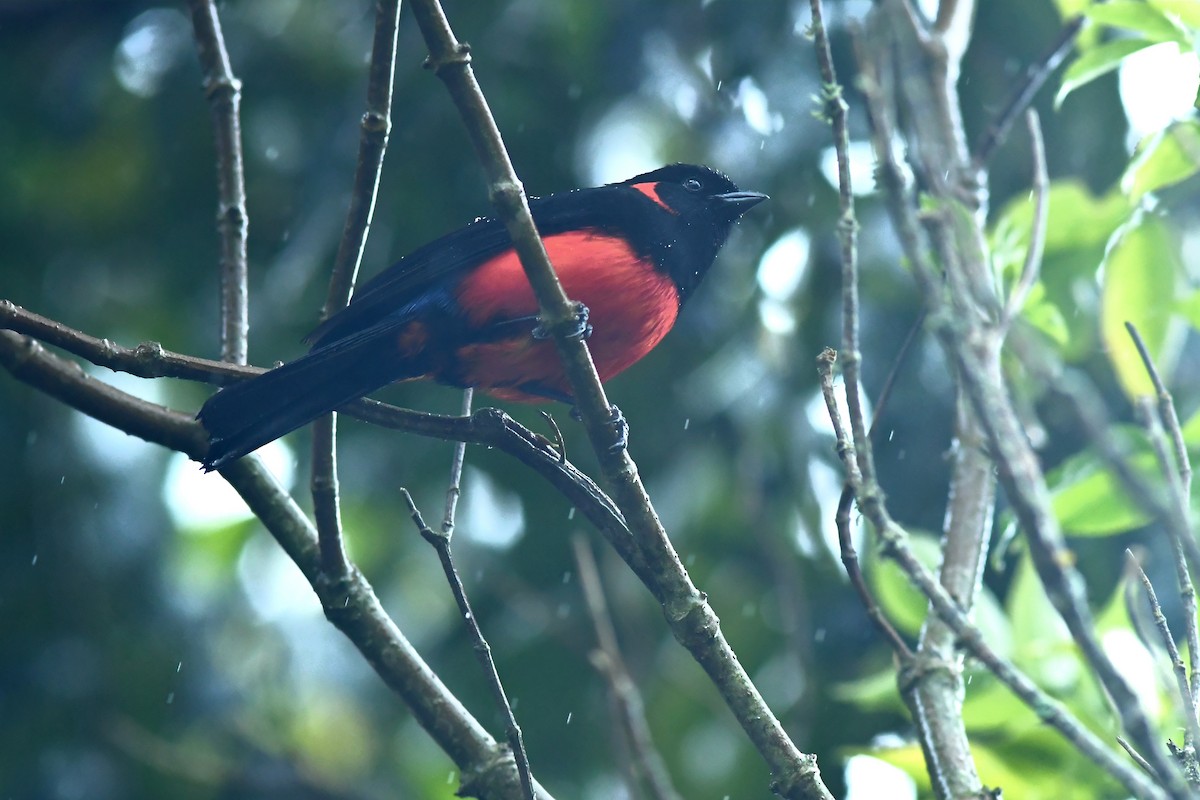 Scarlet-bellied Mountain Tanager - ML599505031