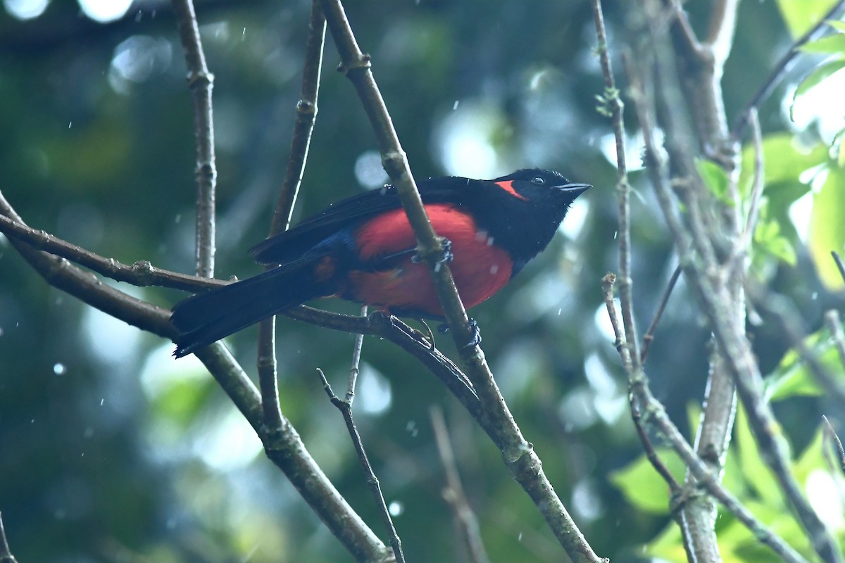 Scarlet-bellied Mountain Tanager - ML599505041