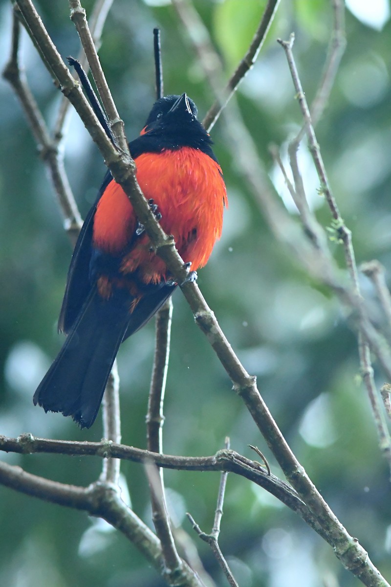 Scarlet-bellied Mountain Tanager - ML599505051