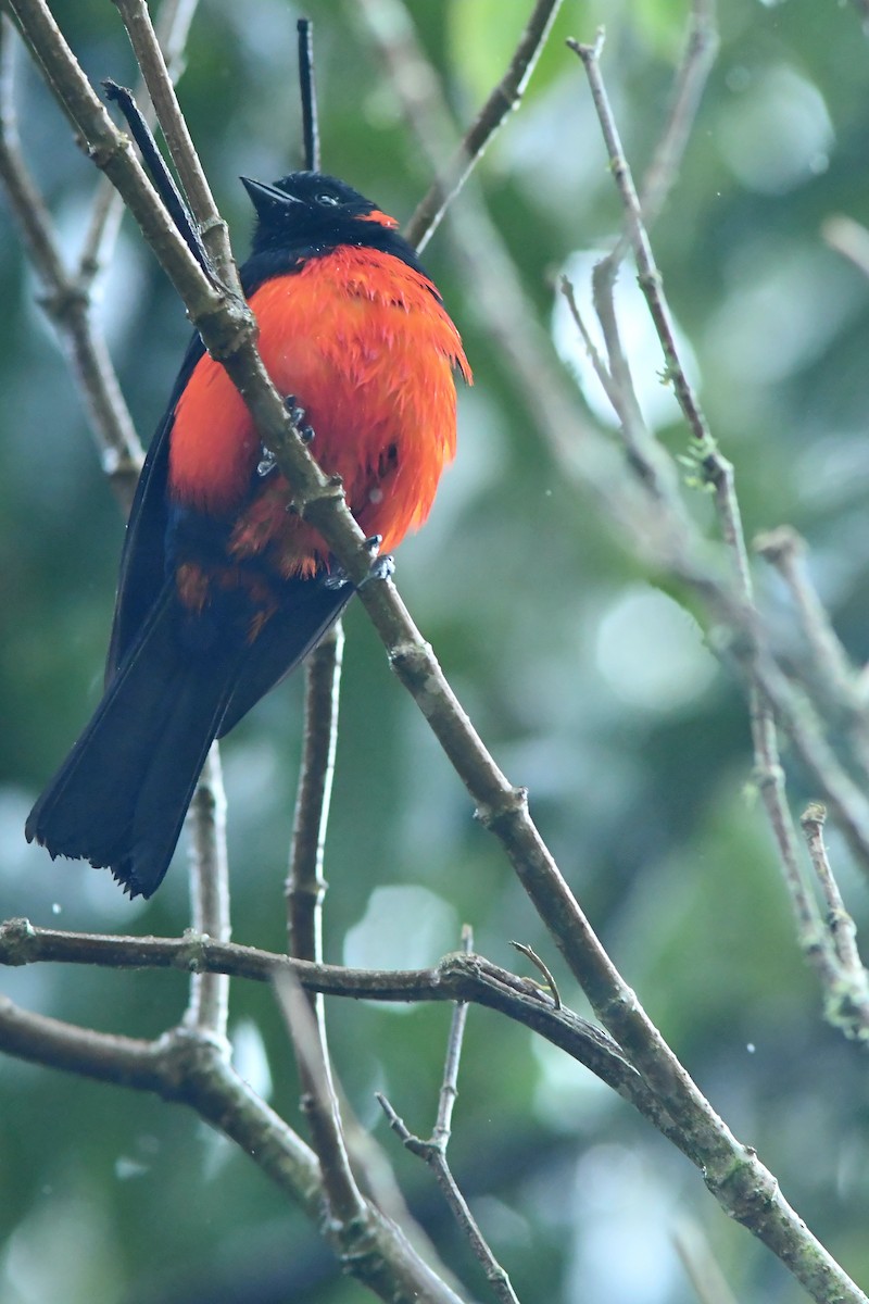 Scarlet-bellied Mountain Tanager - ML599505061