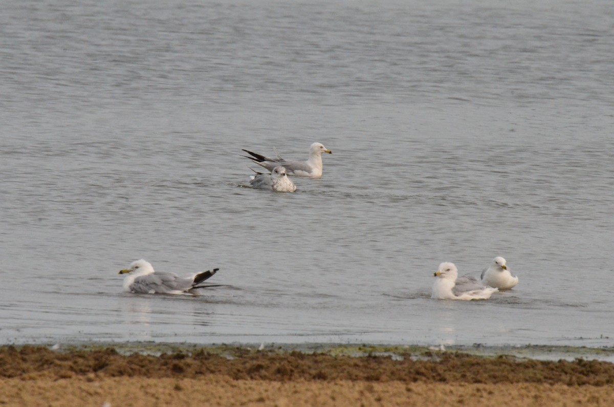 Gaviota de Delaware - ML599507251