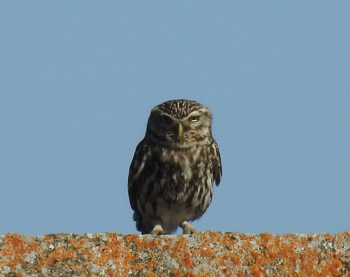 Little Owl - ML59950791