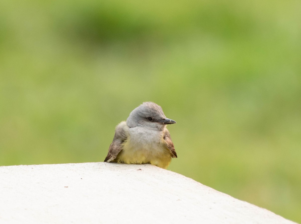Western Kingbird - ML599508611