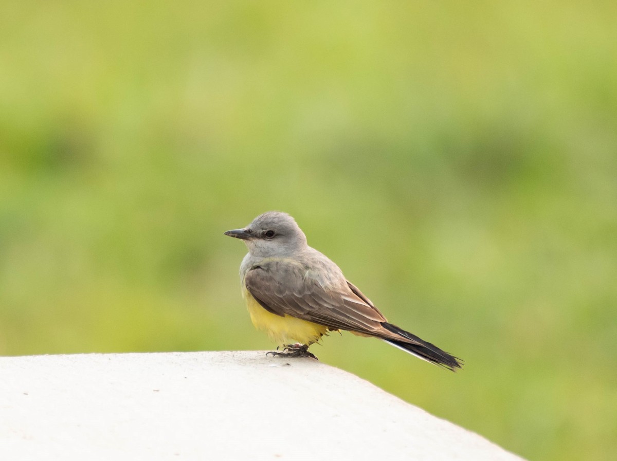Western Kingbird - ML599508691