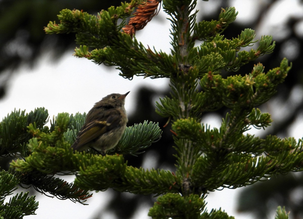 Ruby-crowned Kinglet - Suzanne Hall
