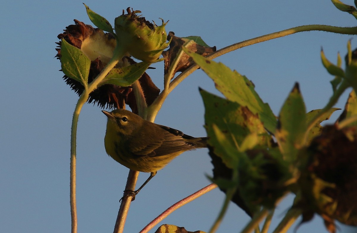 Prairie Warbler - Sujata roy