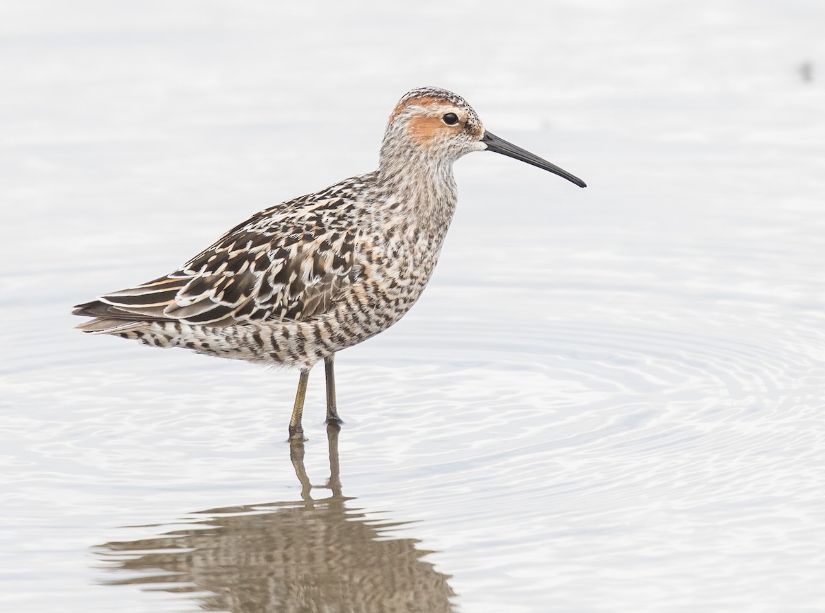 Stilt Sandpiper - Caroline Lambert