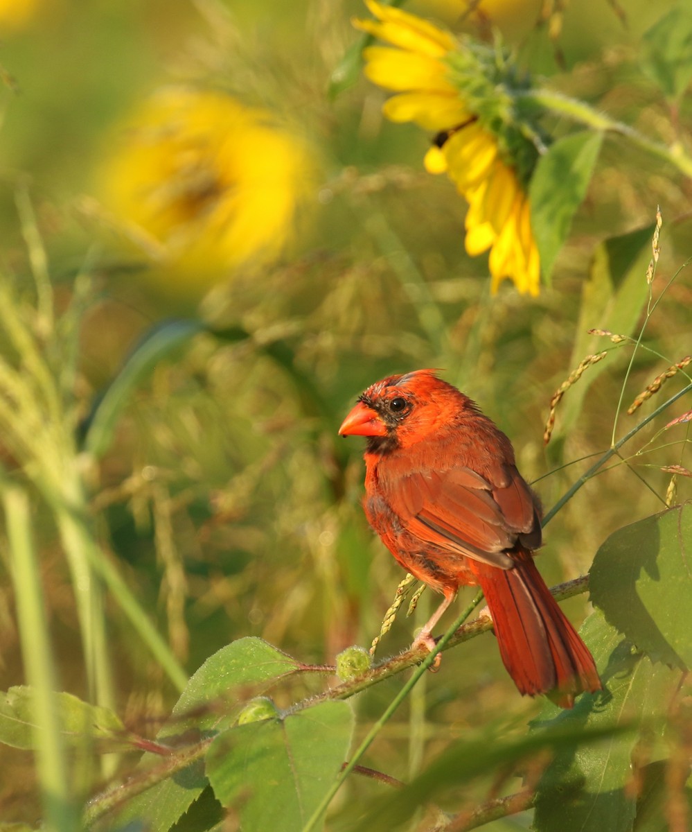 Cardinal rouge - ML599510611