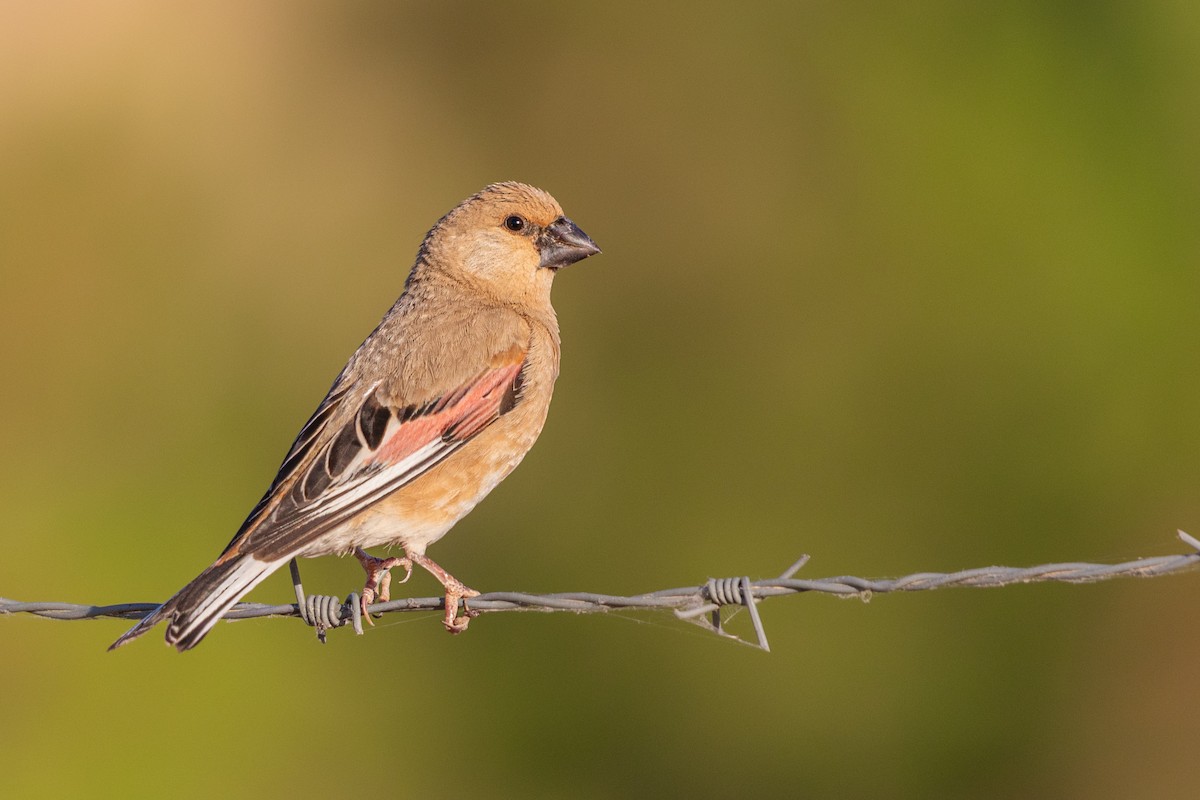 Desert Finch - ML599511001