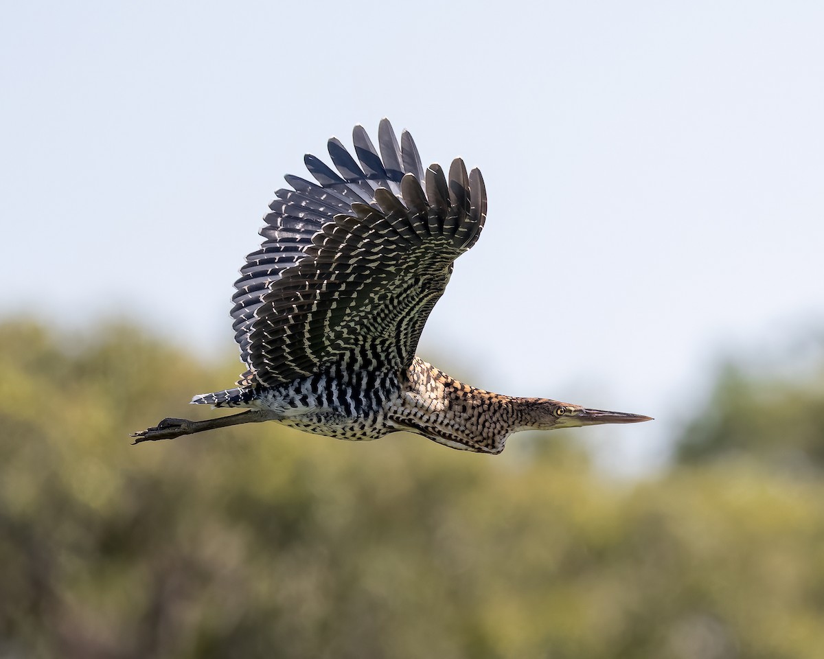 Rufescent Tiger-Heron - ML599513291