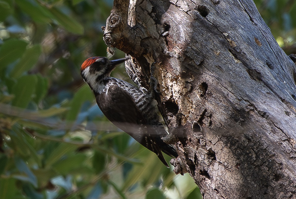 Arizona Woodpecker - ML599513741