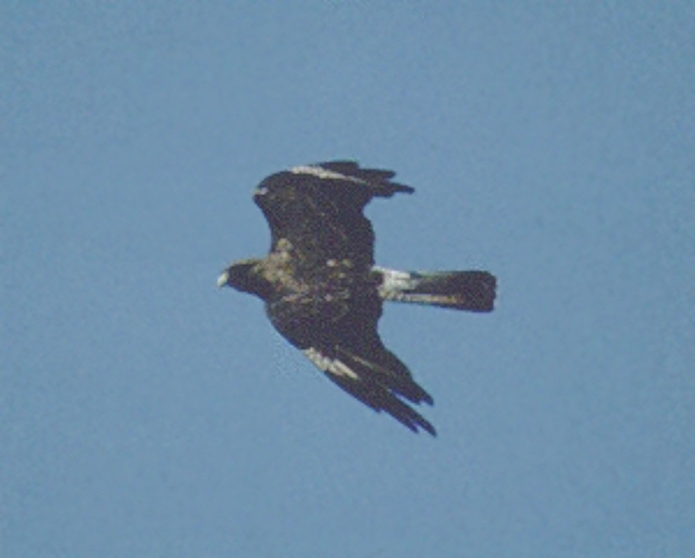 Caracara chimango - ML599513911