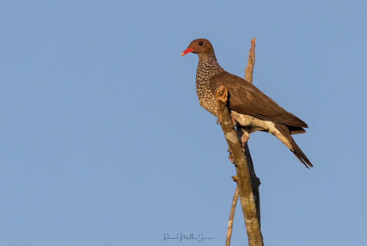 Scaled Pigeon - ML599514701