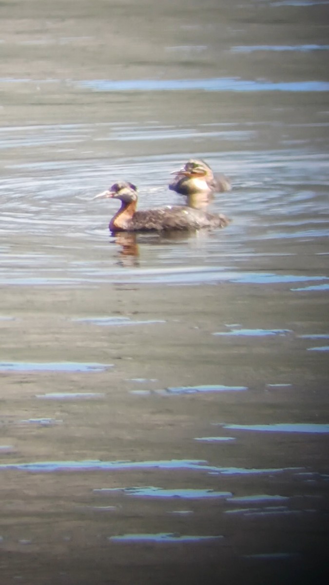 Red-necked Grebe - c c