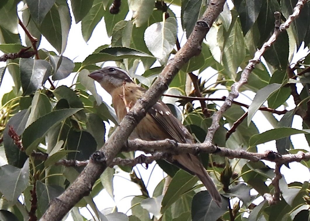 Black-headed Grosbeak - ML599515591