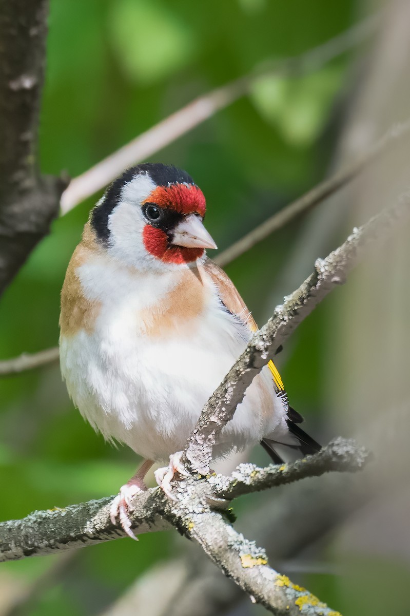 European Goldfinch - Emily Turteltaub Nelson