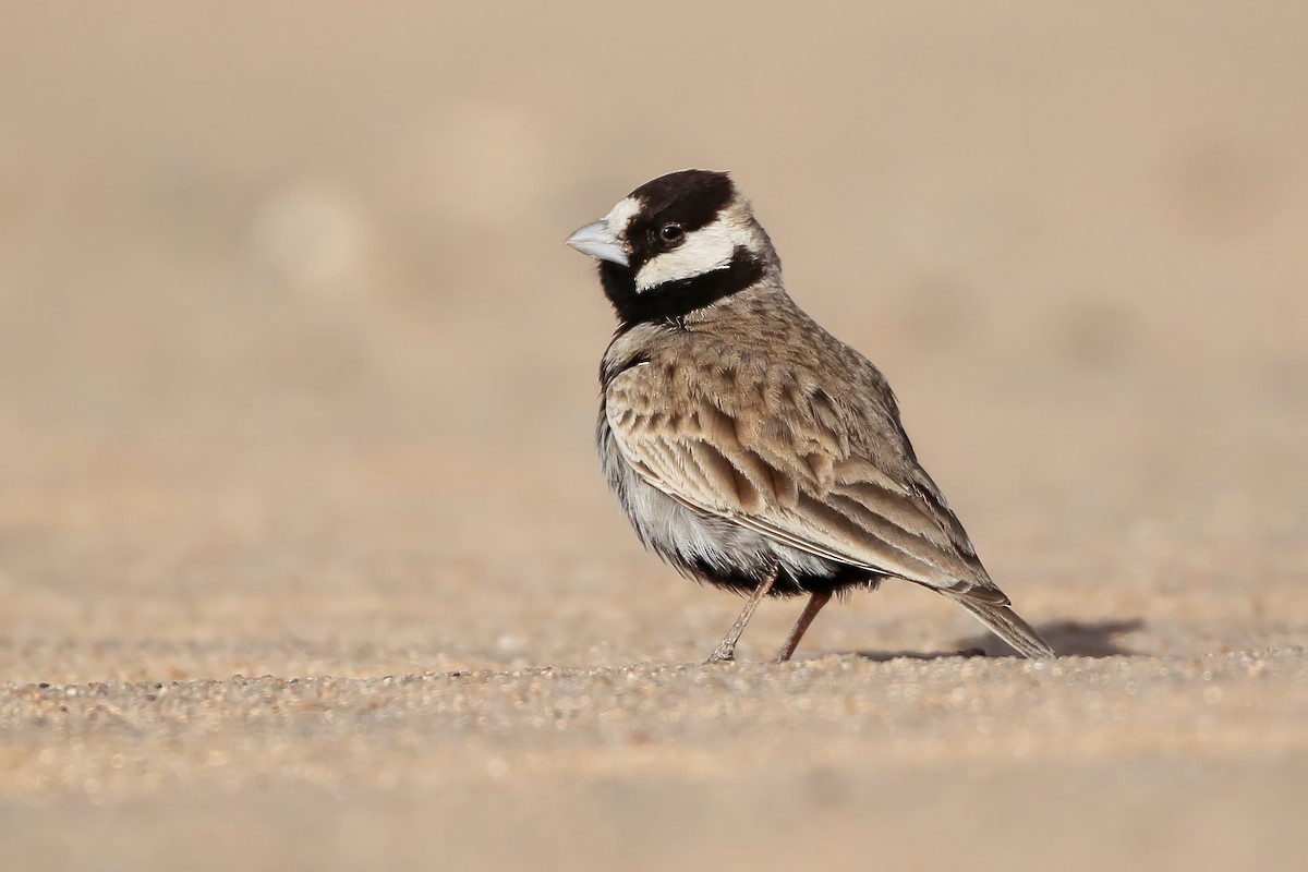Black-crowned Sparrow-Lark - Mathieu Bally