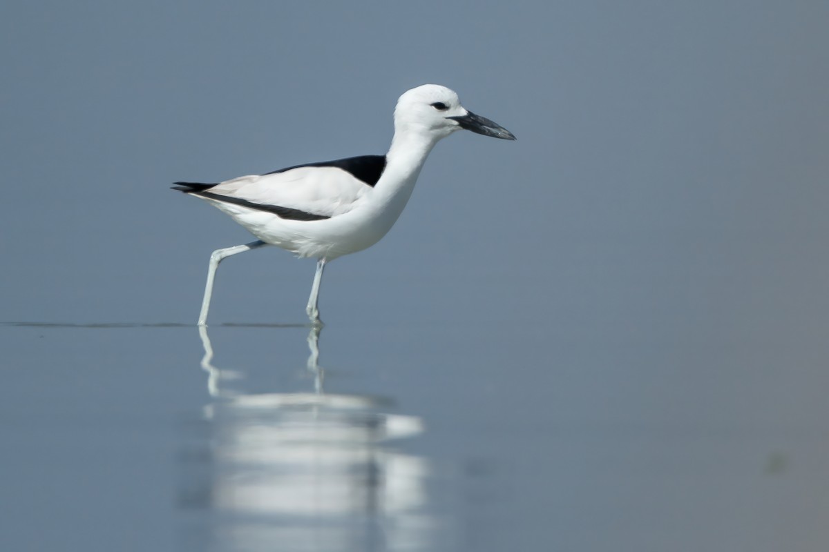 Crab-Plover - ML599516321