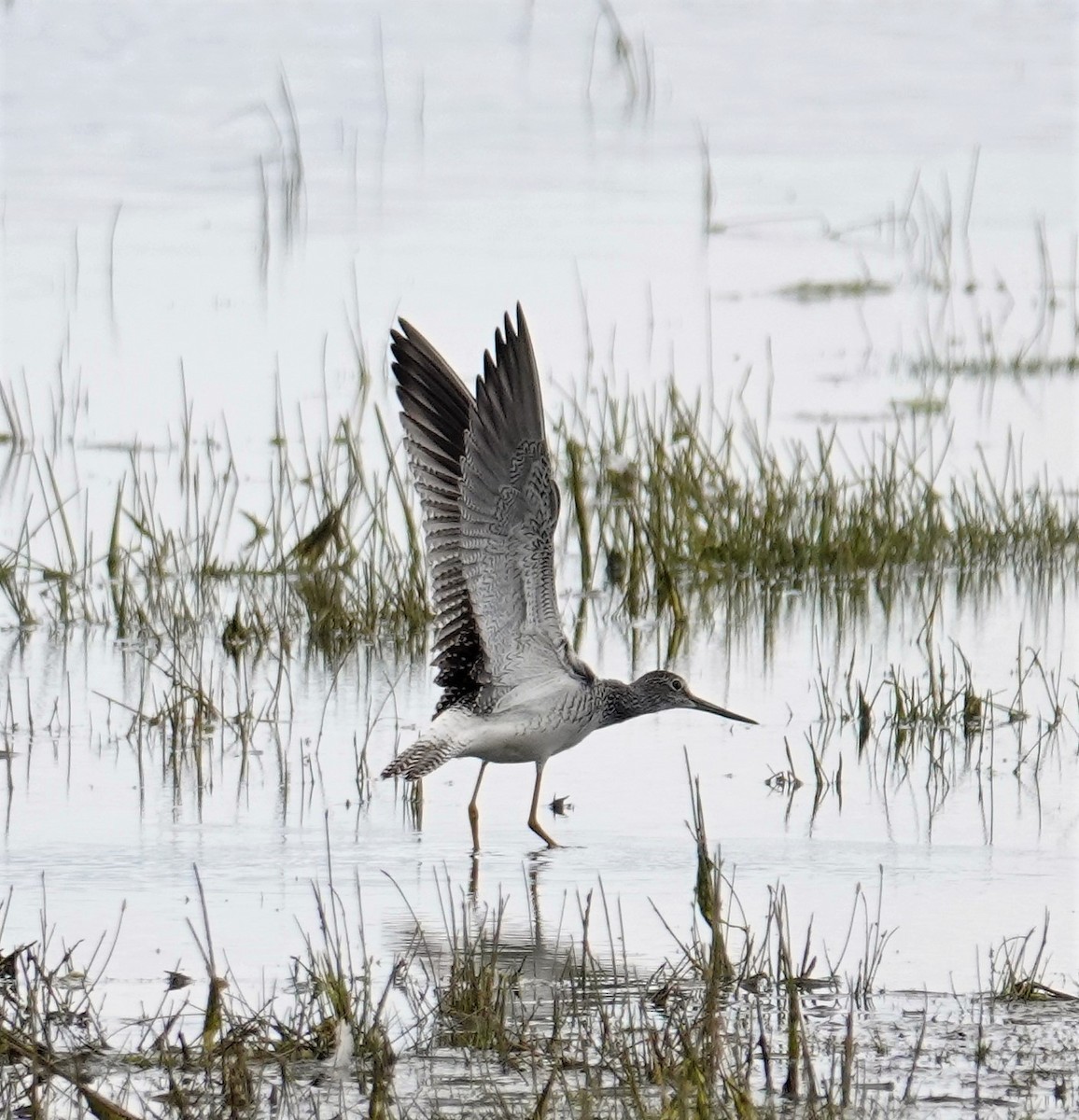 Greater Yellowlegs - ML599516381