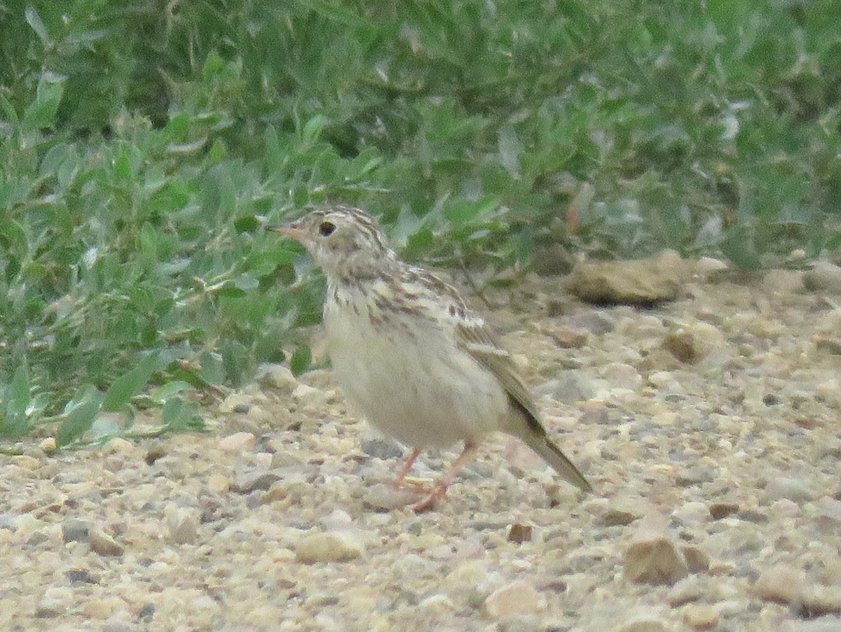 Sprague's Pipit - ML599516401