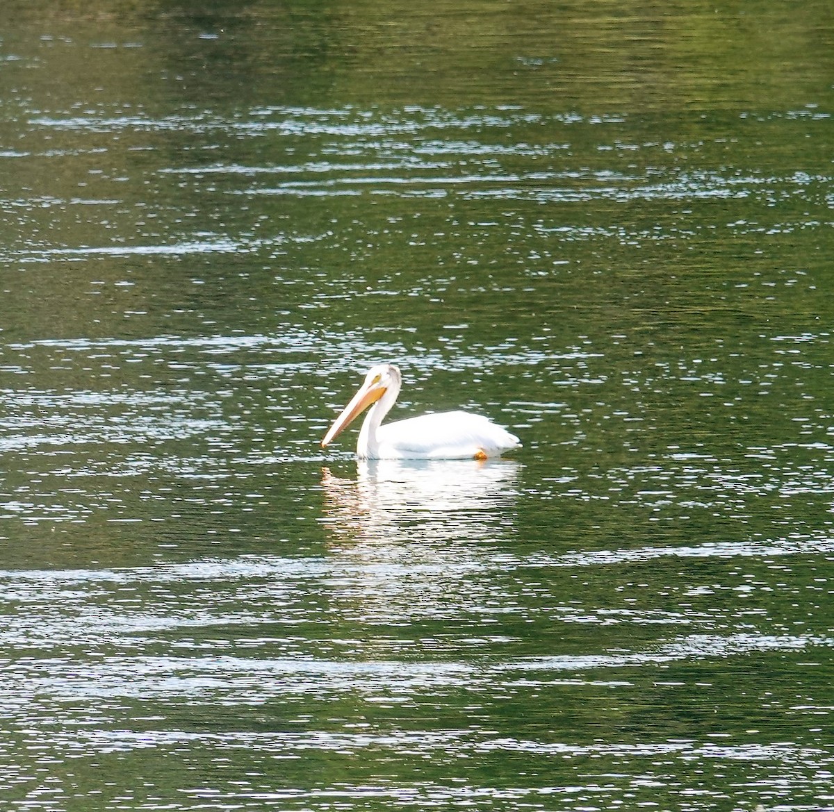 American White Pelican - Brian Lineaweaver