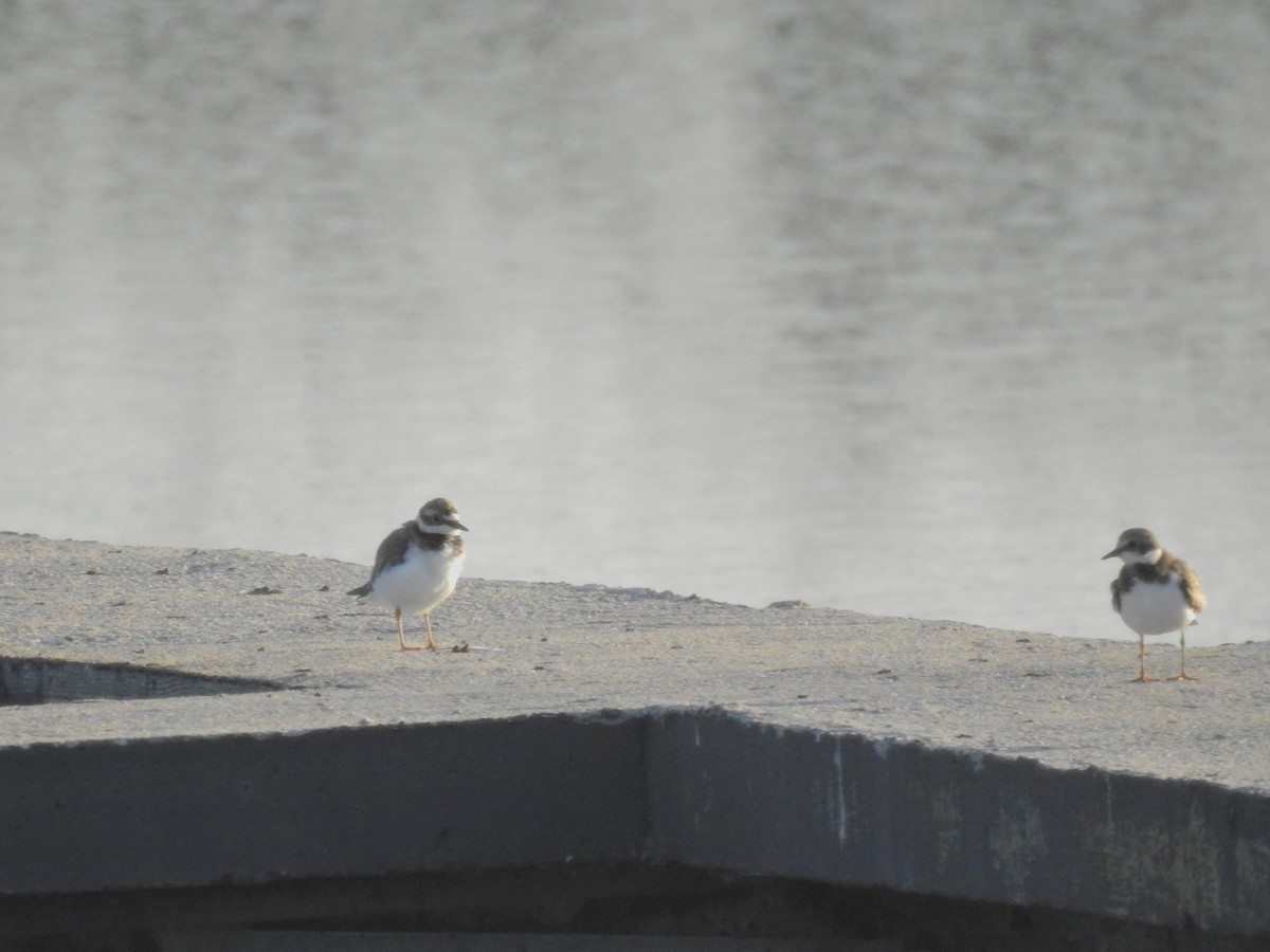 Little Ringed Plover - ML599517401