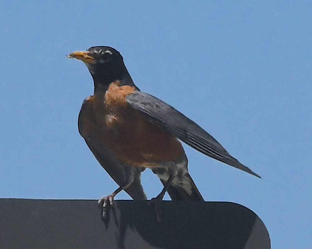 American Robin - ML599517741