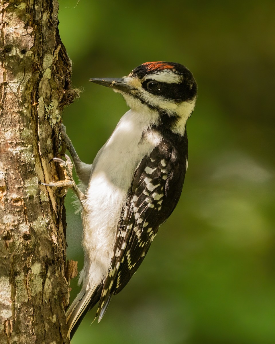 Hairy Woodpecker - Marc Boisvert