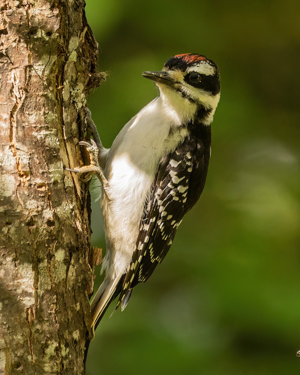 Hairy Woodpecker - Marc Boisvert