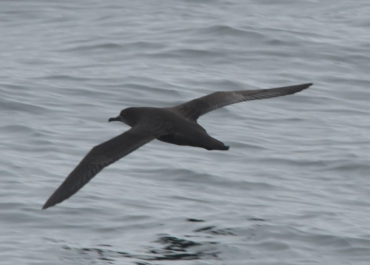 Sooty Shearwater - ML599518941