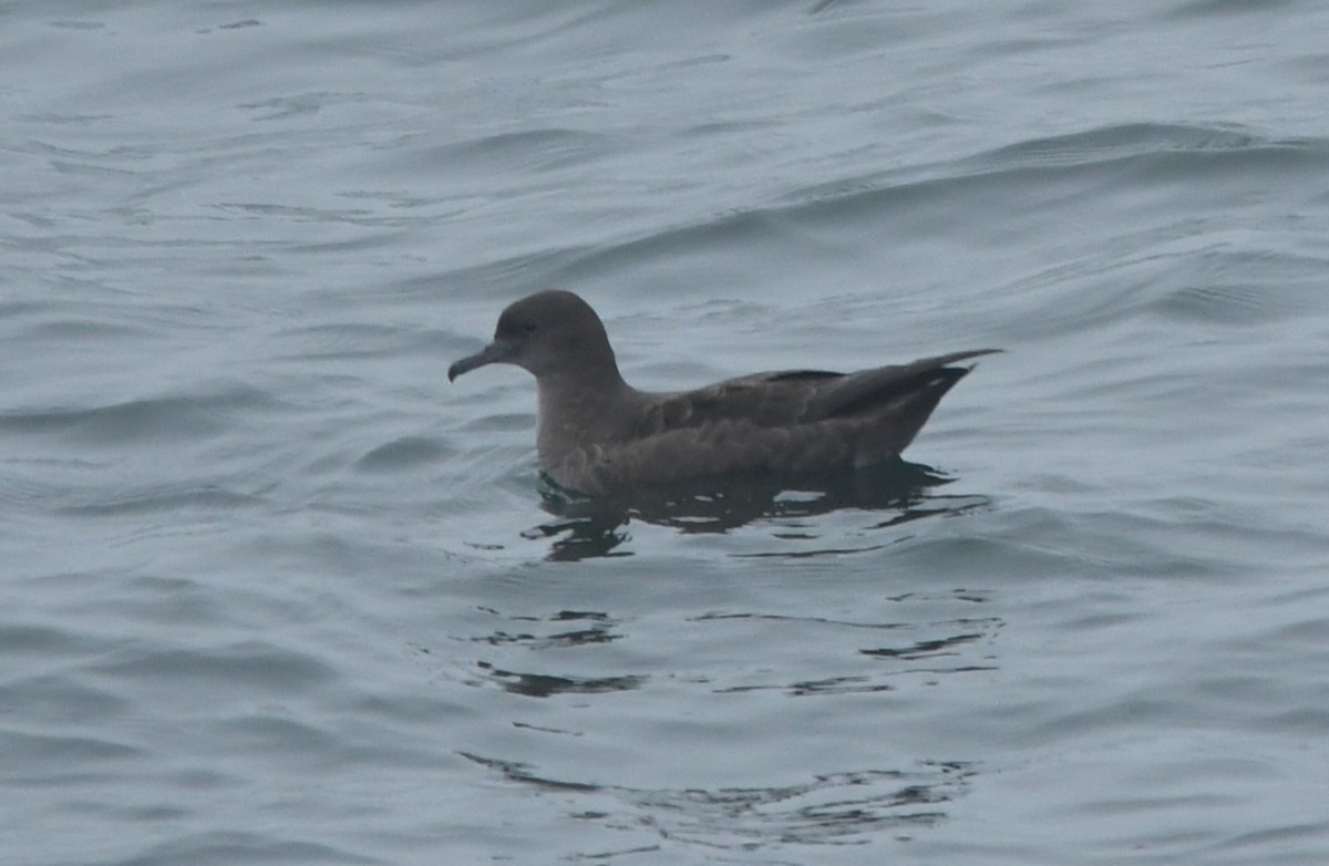 Sooty Shearwater - ML599519001