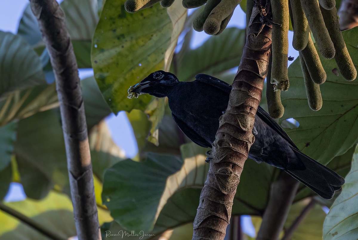 Bare-necked Fruitcrow - ML599519181