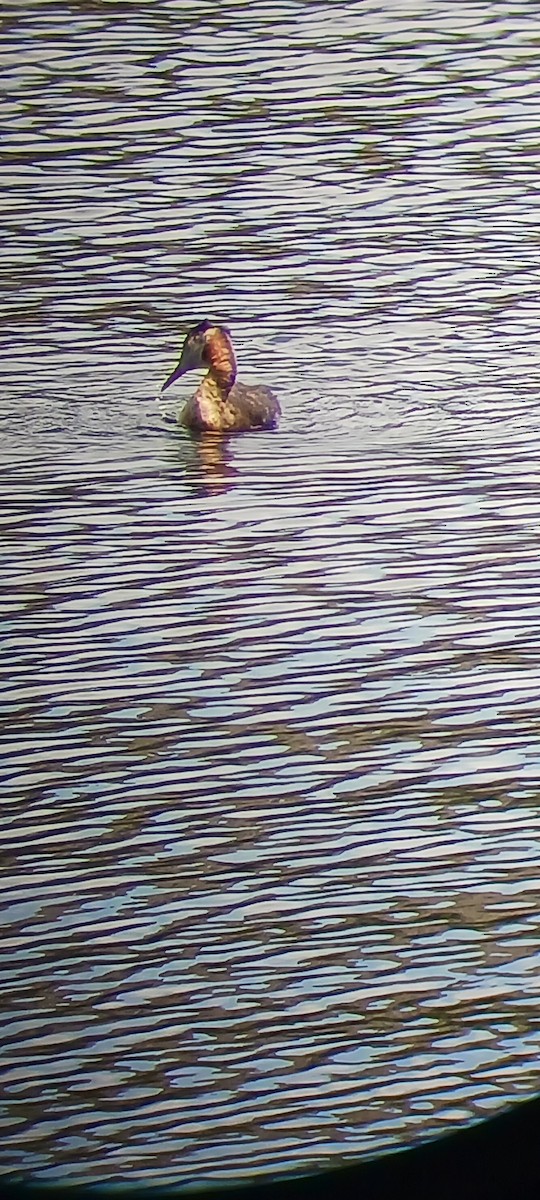 Red-necked Grebe - c c