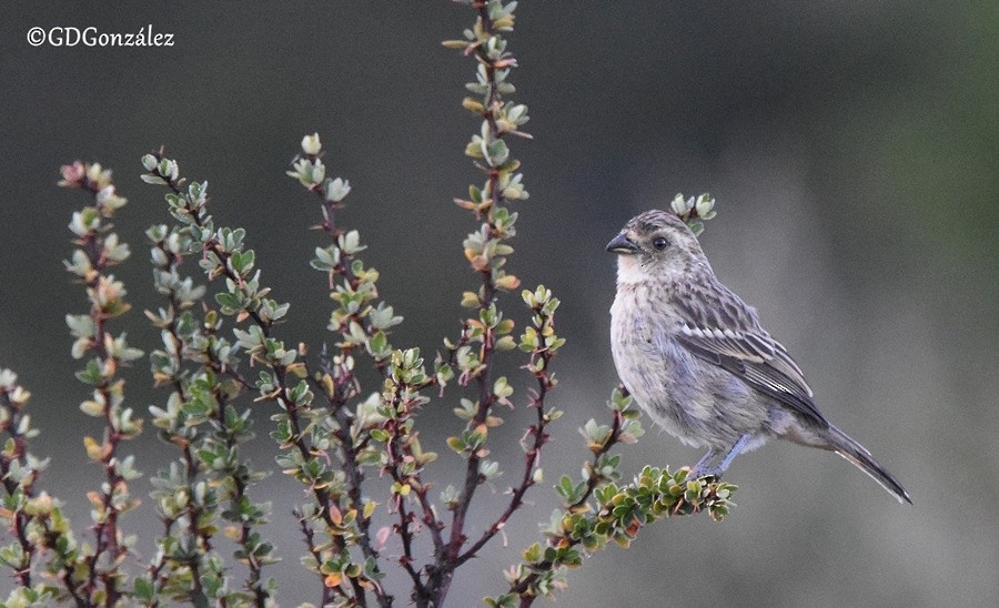 Rufous-tailed Plantcutter - ML599520221