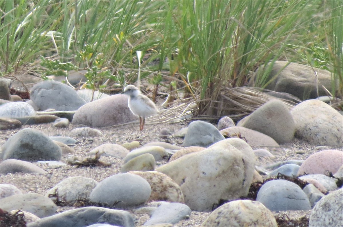 Piping Plover - ML599520321