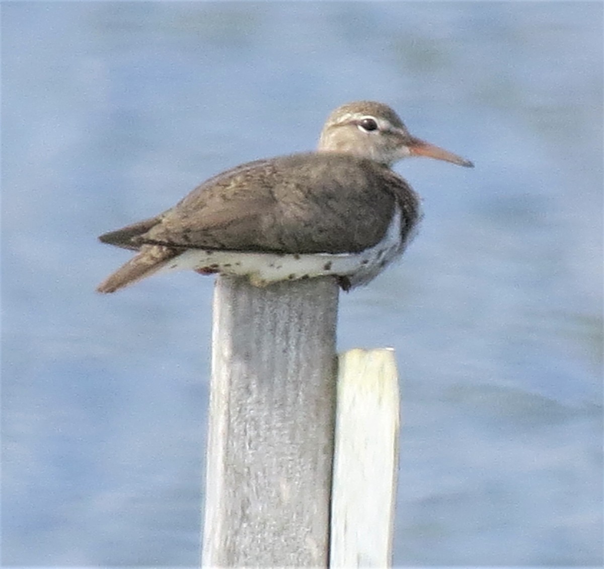 Spotted Sandpiper - James Hirtle