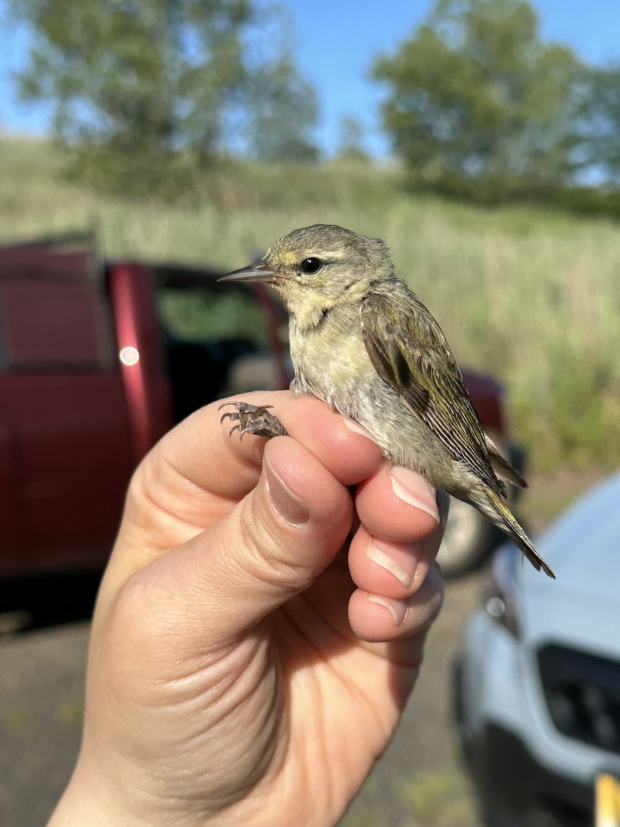 Tennessee Warbler - ML599521511