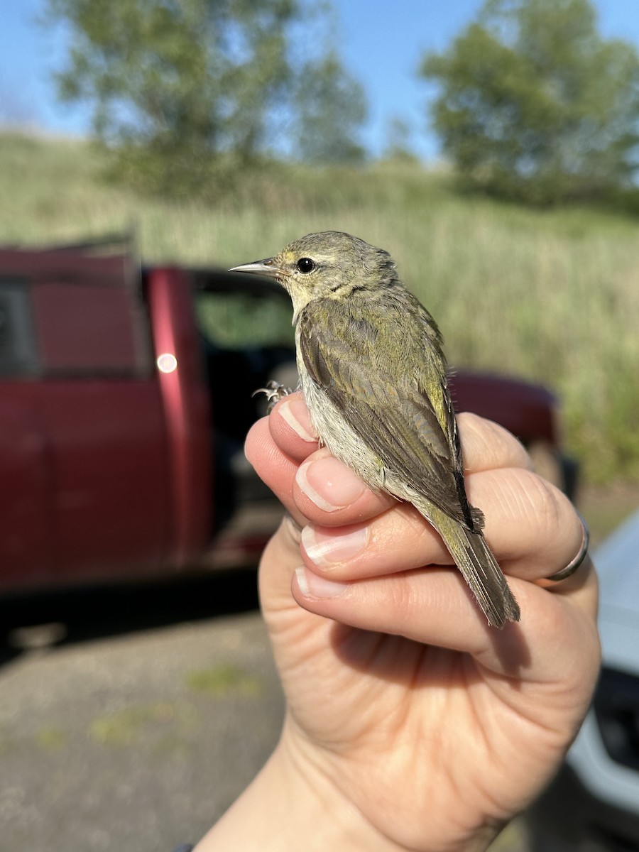 Tennessee Warbler - ML599521521