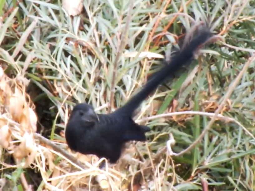 Groove-billed Ani - Roger Massey