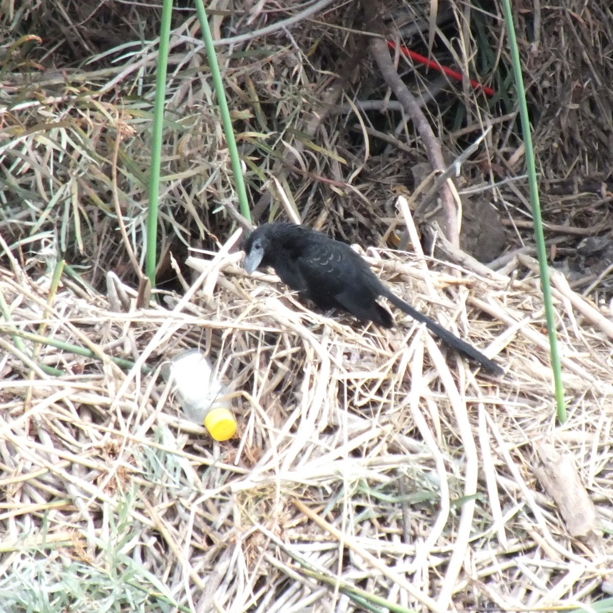 Groove-billed Ani - Roger Massey