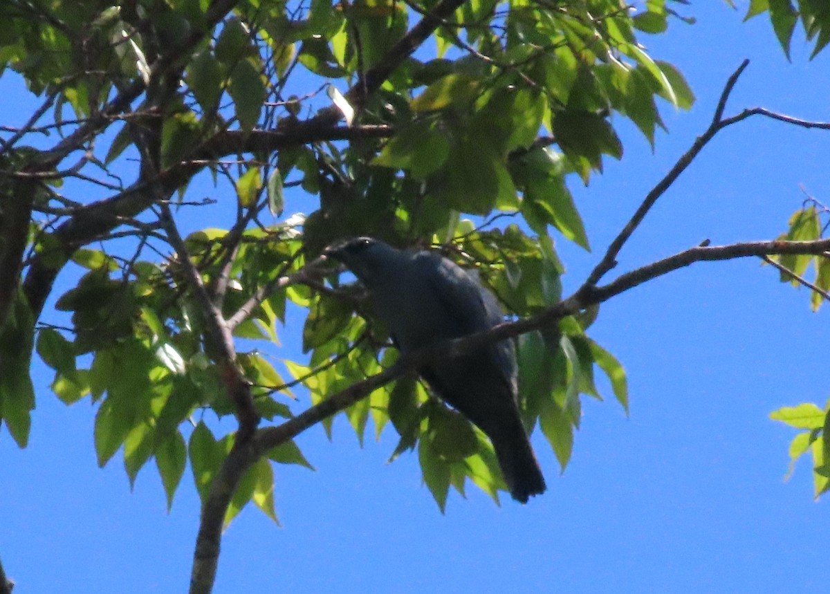 Common Cicadabird (Moluccan) - ML599522091