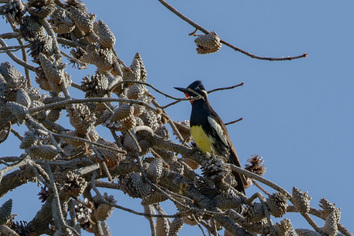 Williamson's Sapsucker - ML599522121