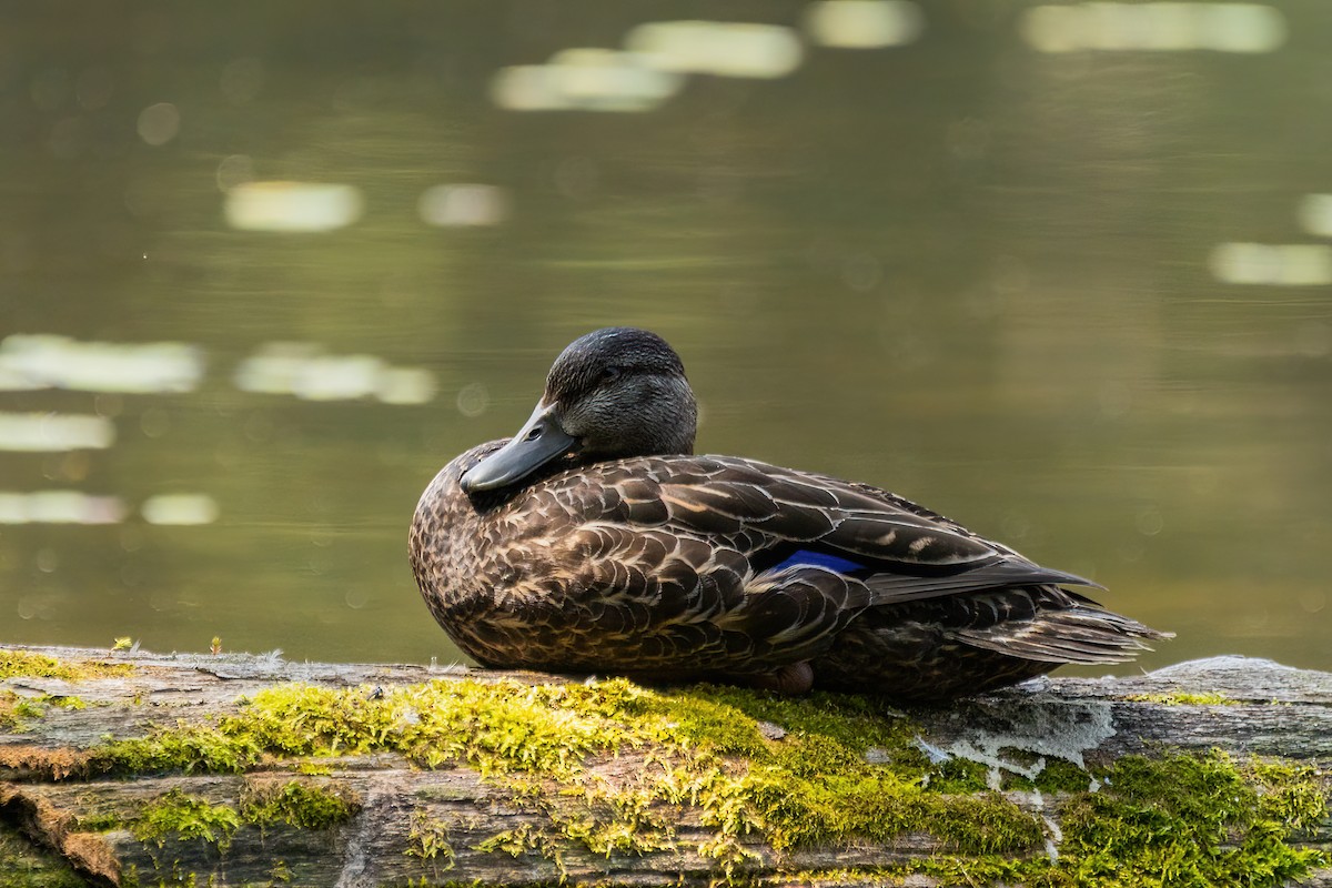 American Black Duck - Marc Boisvert