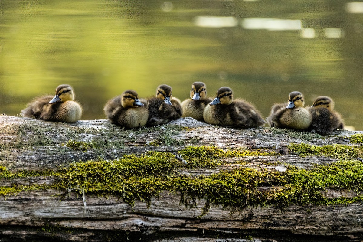 American Black Duck - Marc Boisvert