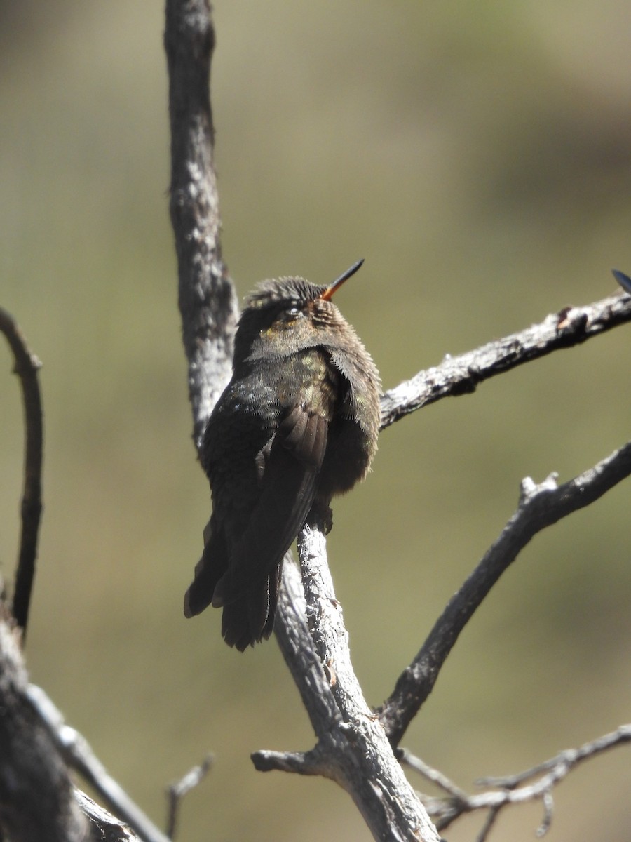 Tyrian Metaltail - ML599522701