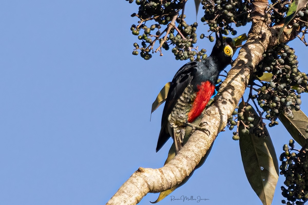 Yellow-tufted Woodpecker - ML599524321