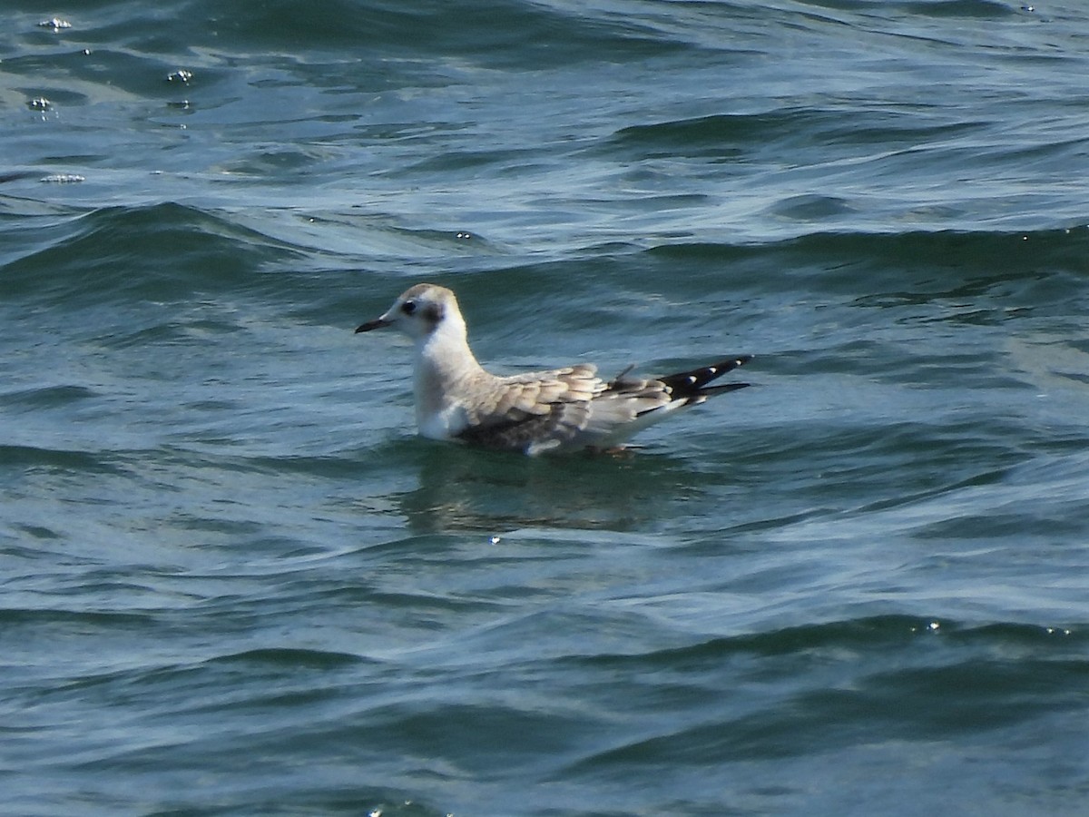 Bonaparte's Gull - ML599524431