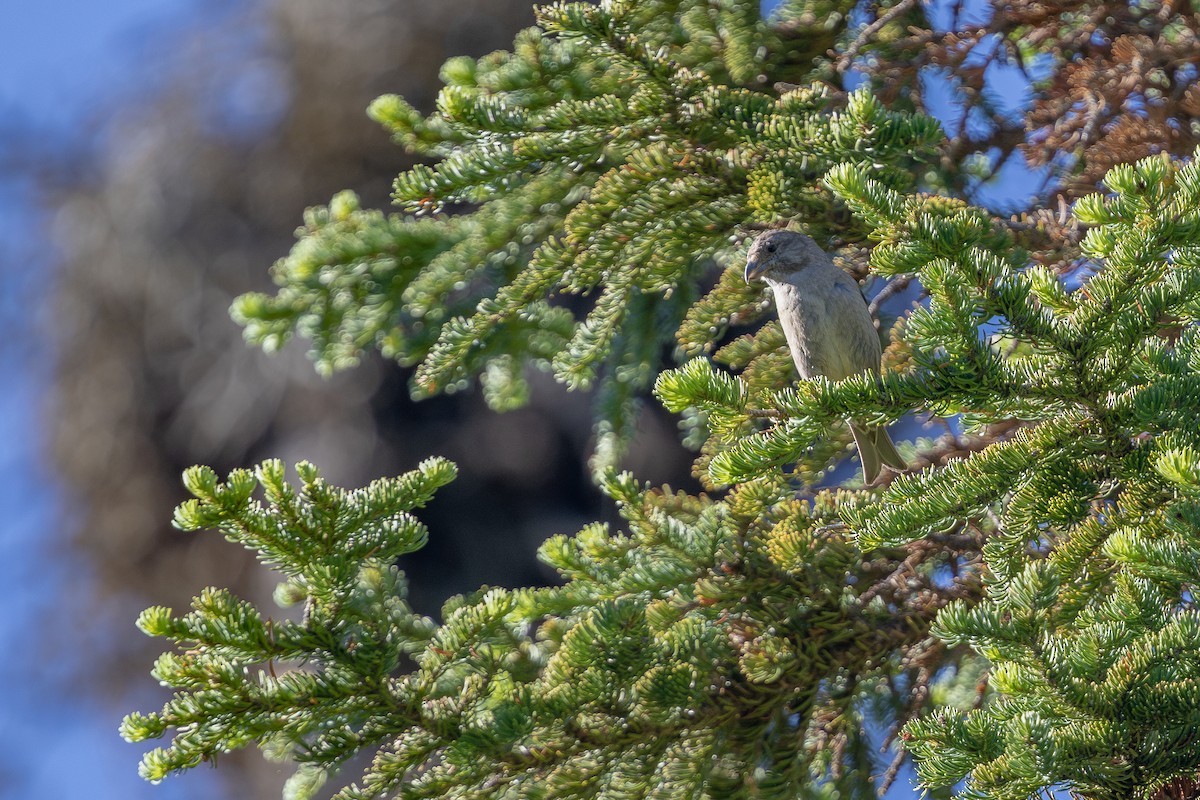 Cassia Crossbill - Ashley Casey